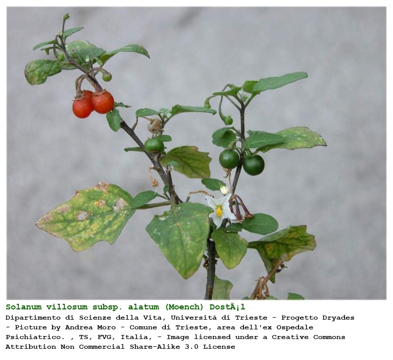 Solanum villosum subsp. alatum (Moench) DostÃ¡l